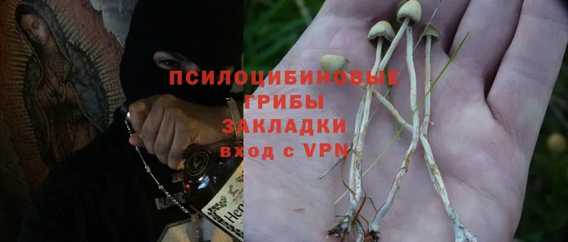 Галлюциногенные грибы Psilocybe  Новозыбков 